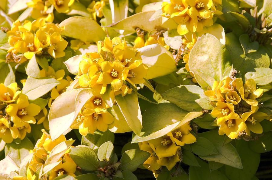 Lysimachia Outback Sunset