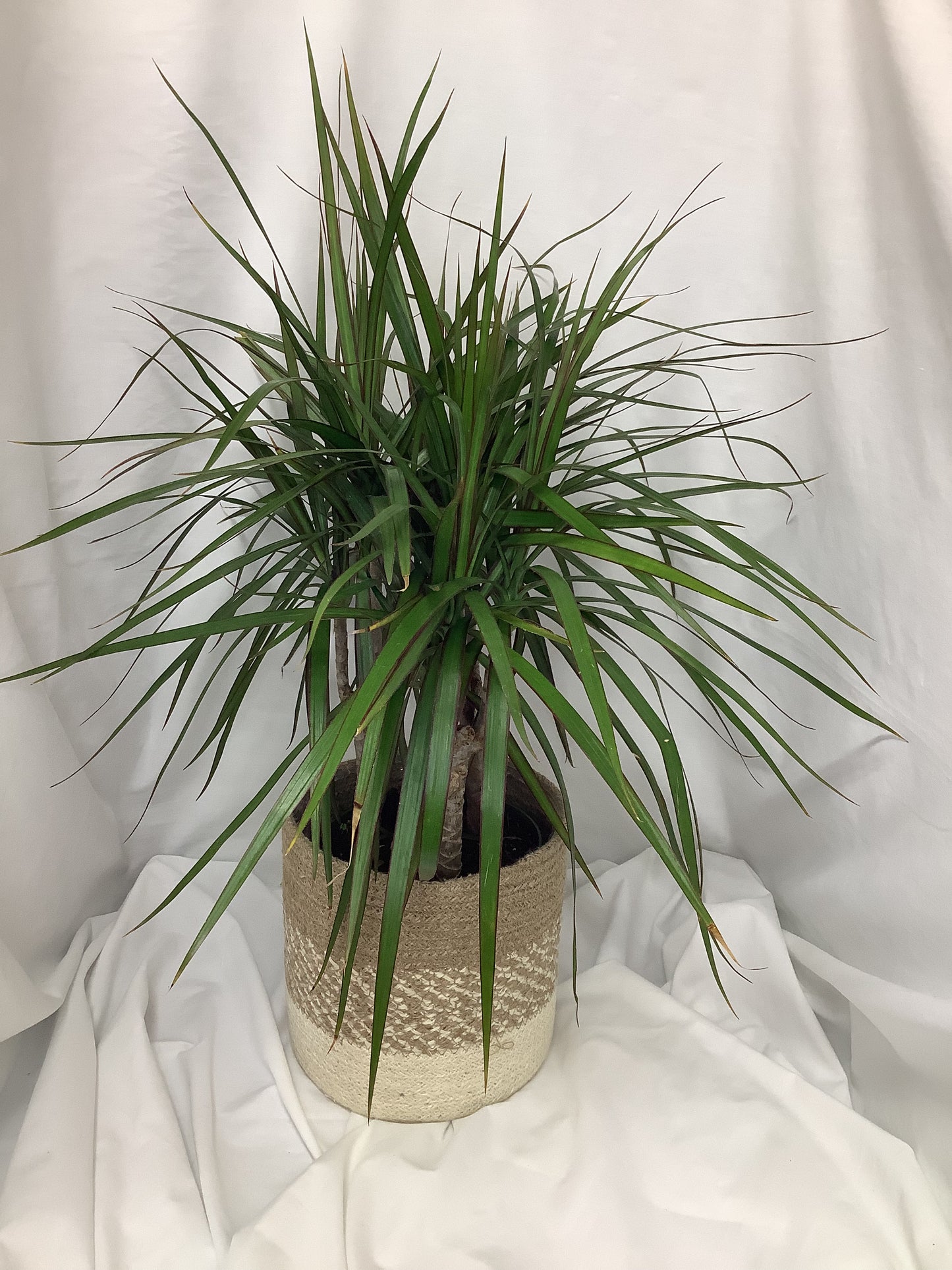 Marginata Dragon Tree 6"