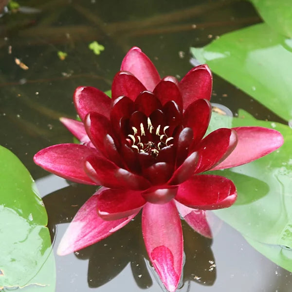 Waterlily- Almost Black