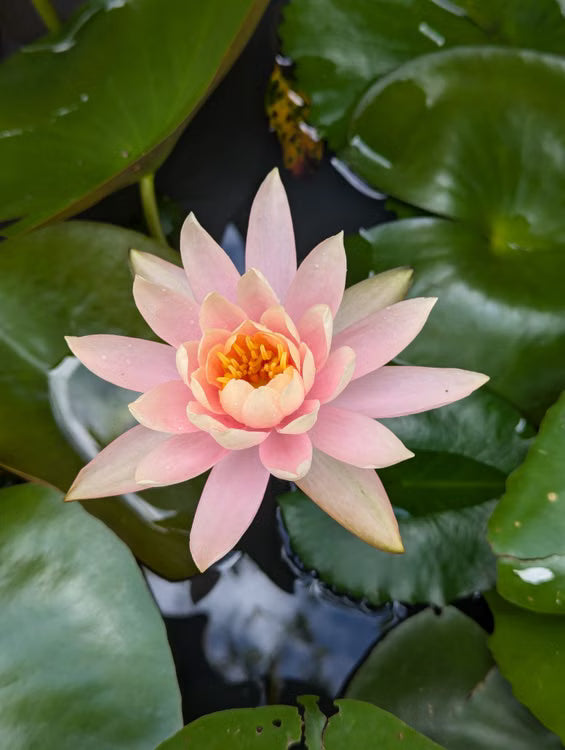 Waterlily- Colorado