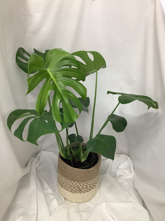 Philodendron Split Leaf 6"