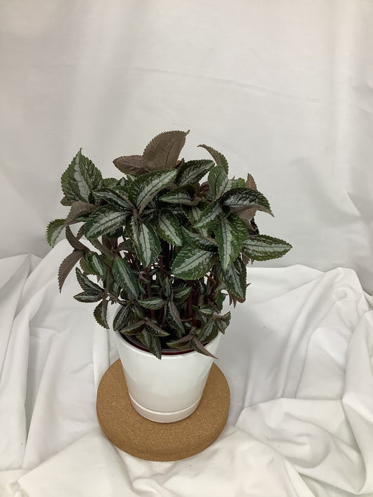 Pilea Spruceana "Silver Tree" 4"