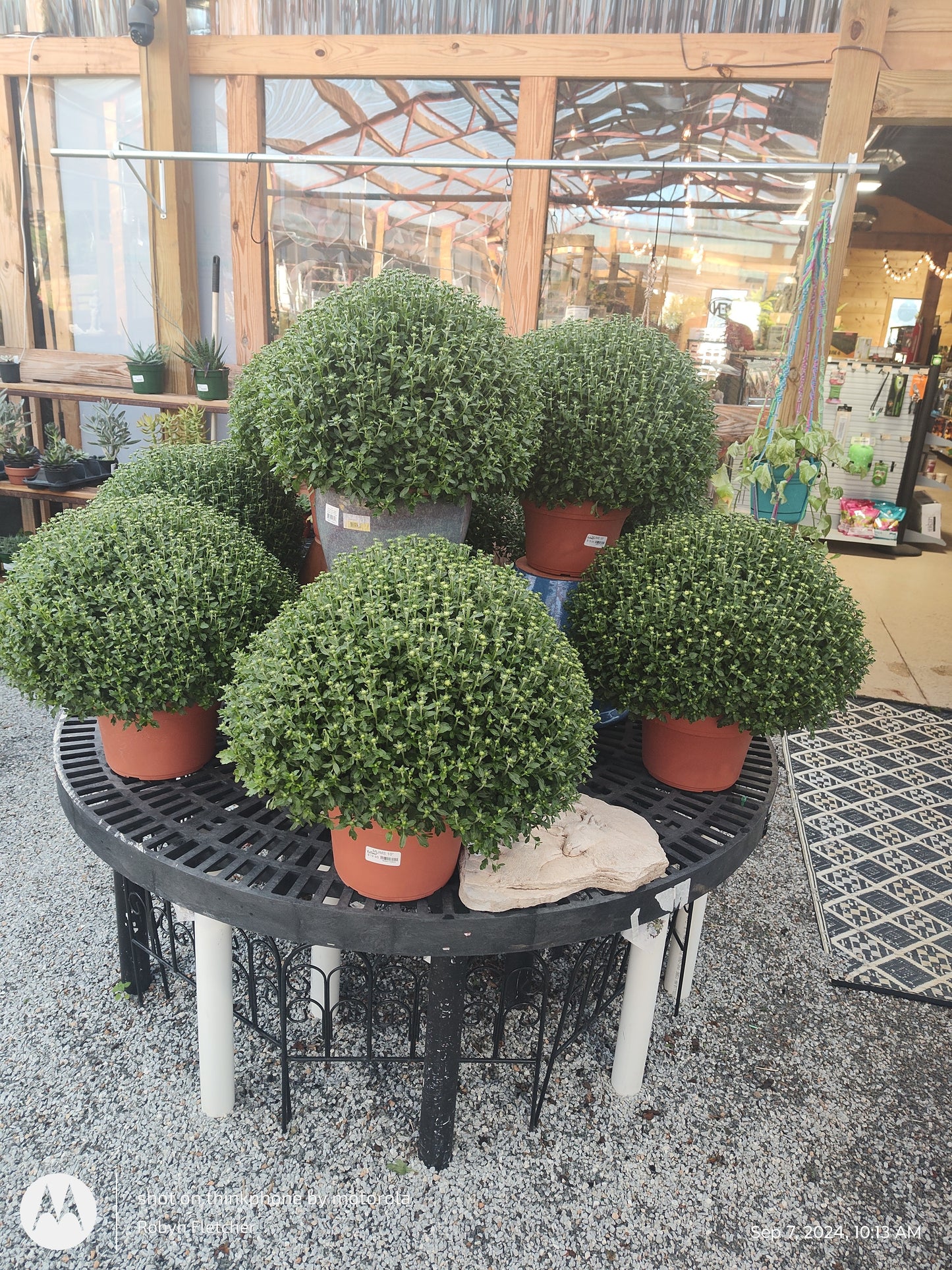 Garden Mum's