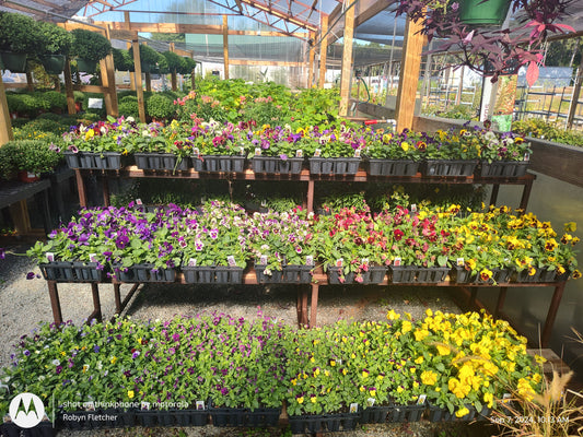 Pansy 4 pack