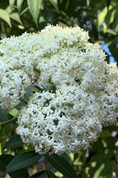 Ranch Elderberry Shrub- 1 Gallon