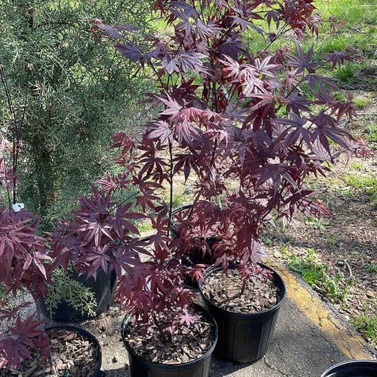 Acer Bloodgood 3 Gallon - Trees/shrubs