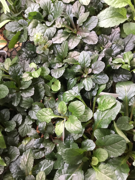 Ajuga Bronze Beauty Pint - Perennials