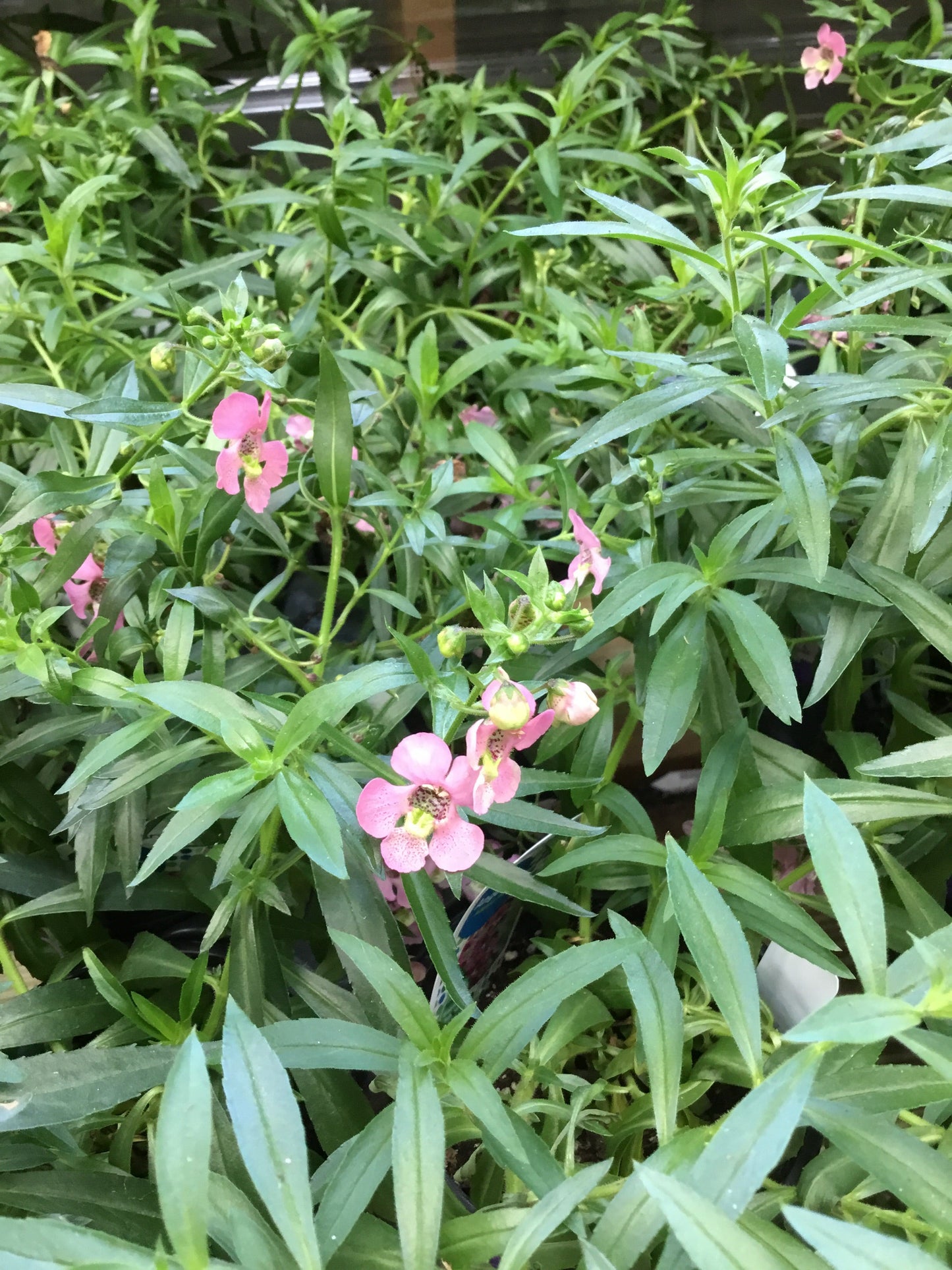 Angelonia Adessa Pink 4.3 - Bedding Plants