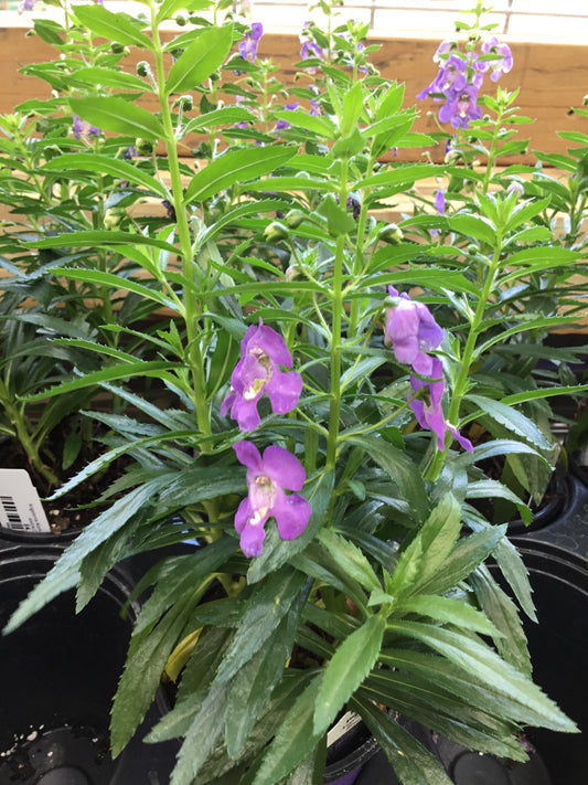 Angelonia Alonia Big Blue 4.3 - Bedding Plants