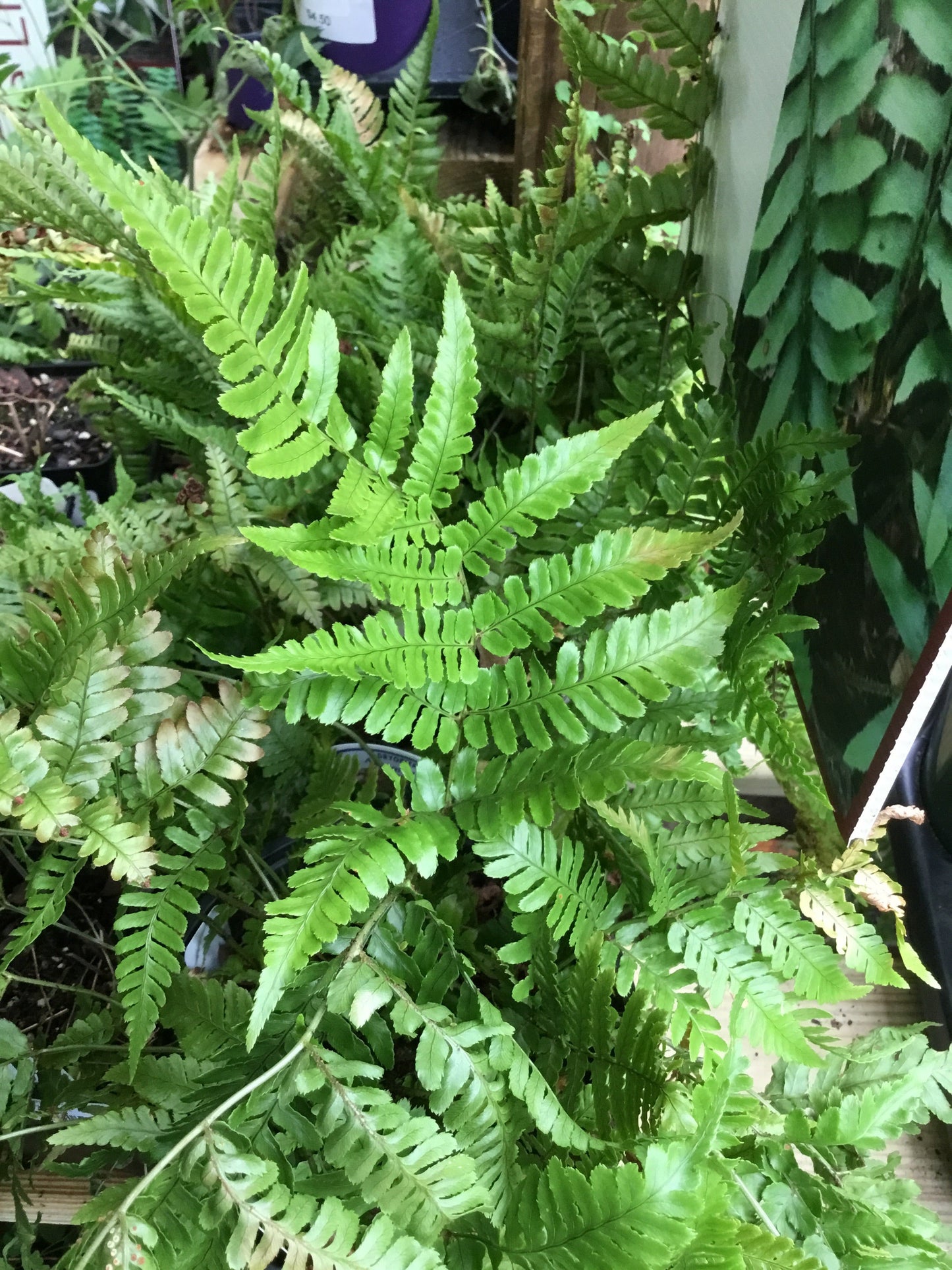 Autumn Fern 1 Gallon - Fern