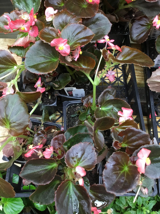Begonia Bronze Leaf Red Flower Single - Bedding Plants