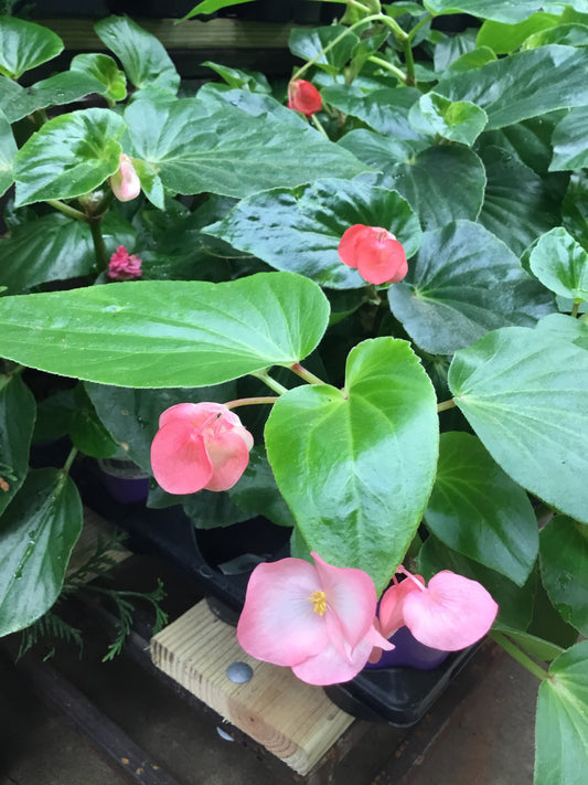 Begonia Dragon Wing Red 4.3 - Bedding Plants