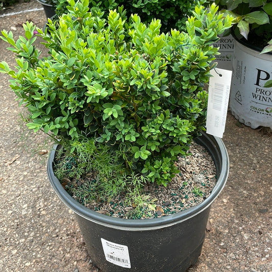 Buxus Green Mountain #3 - 3 - Trees/shrubs