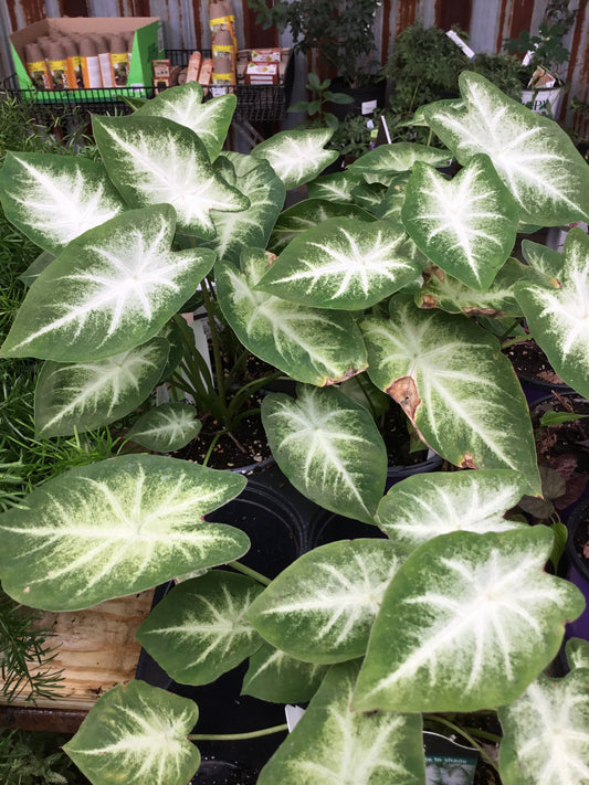 Caladium Aaron (wht/sun) - Bedding Plants