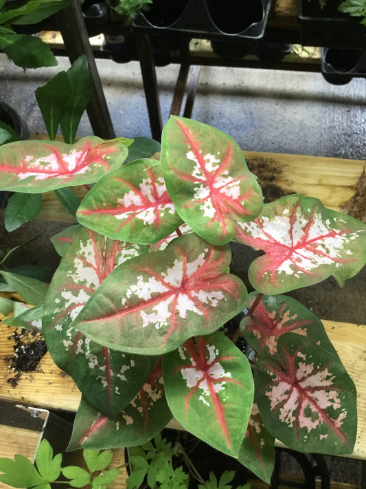 Caladium CWharton (pk/sun) 4.3 - Bedding Plants