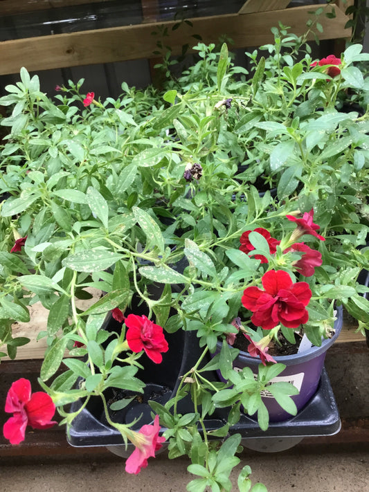 Calib MF Dbl Red 4.3 - Bedding Plants