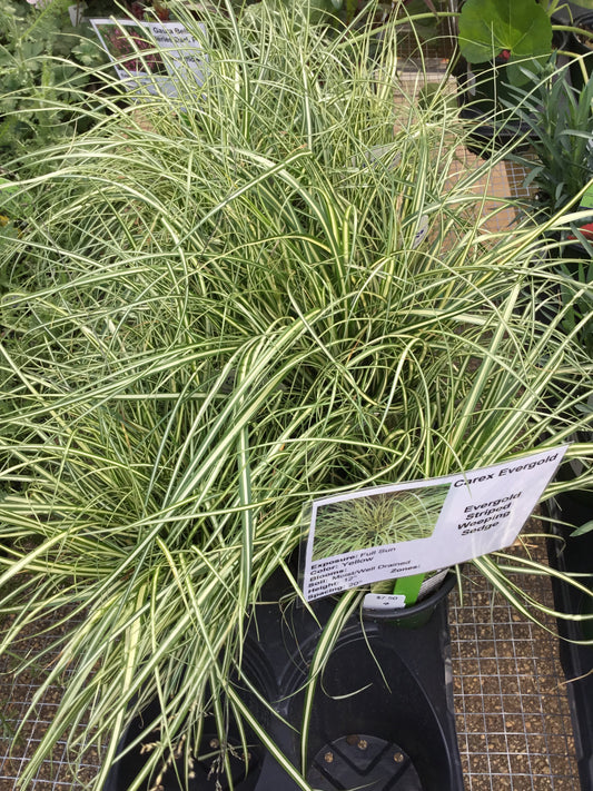 Carex Evergold - Carex/Grass