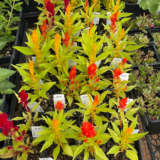 Celosia Ice Cream Mix - Bedding Plants