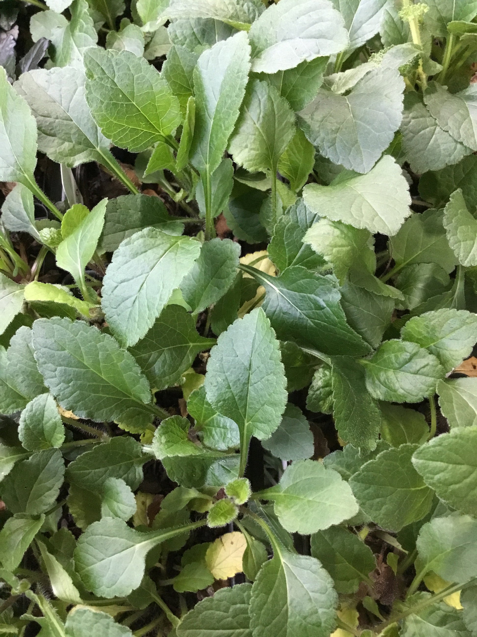 Chrysogonum v. ’pierre’ Pint - Groundcover