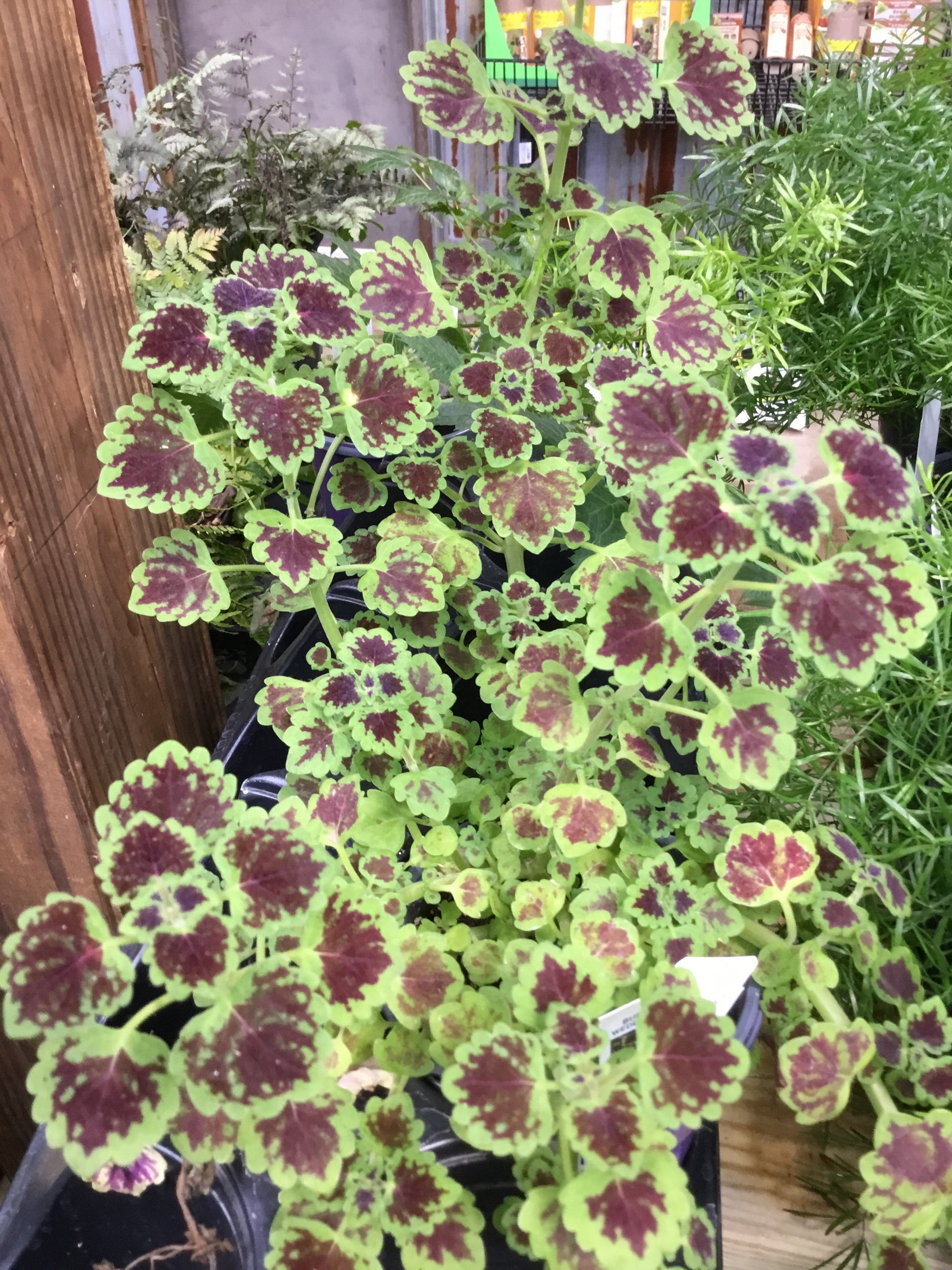 Coleus BurgWeddingTrain 4.3 - Bedding Plants