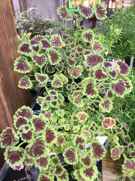 Coleus BurgWeddingTrain 4.3 - Bedding Plants