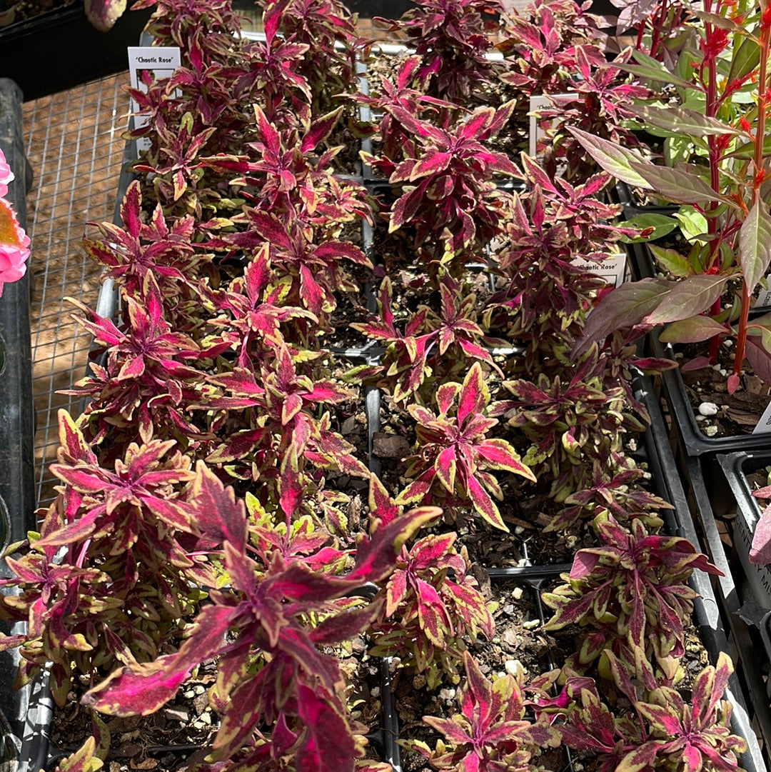 Coleus Chaotic Rose - Bedding Plants