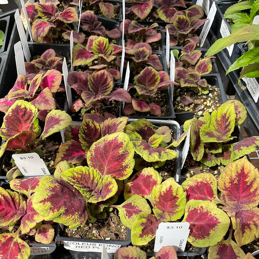 Coleus Kong Red PLTD - Bedding Plants