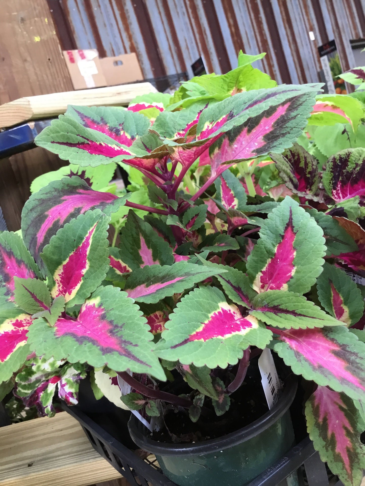Coleus Ruby Slipper 4.3 - Bedding Plants