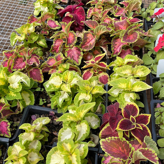 Coleus Wizard Select Mix - Bedding Plants