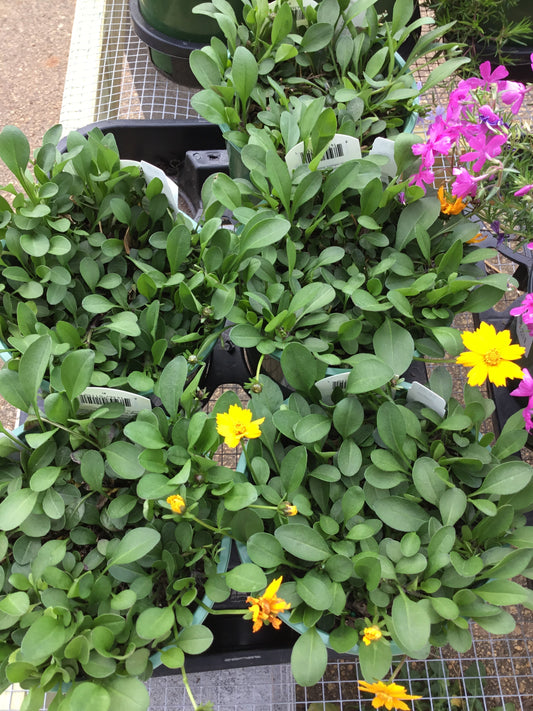 Coreopsis Auriculata Nana - Gallon - Perennials