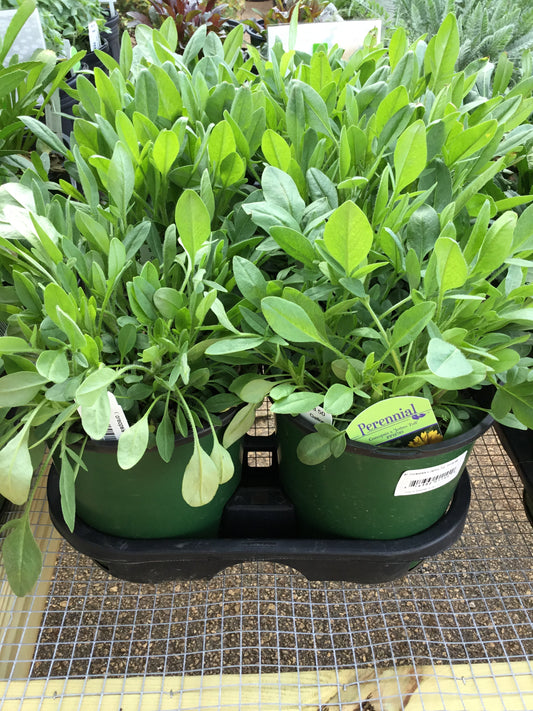 Coreopsis Jethro Tull - Gallon - Perennials