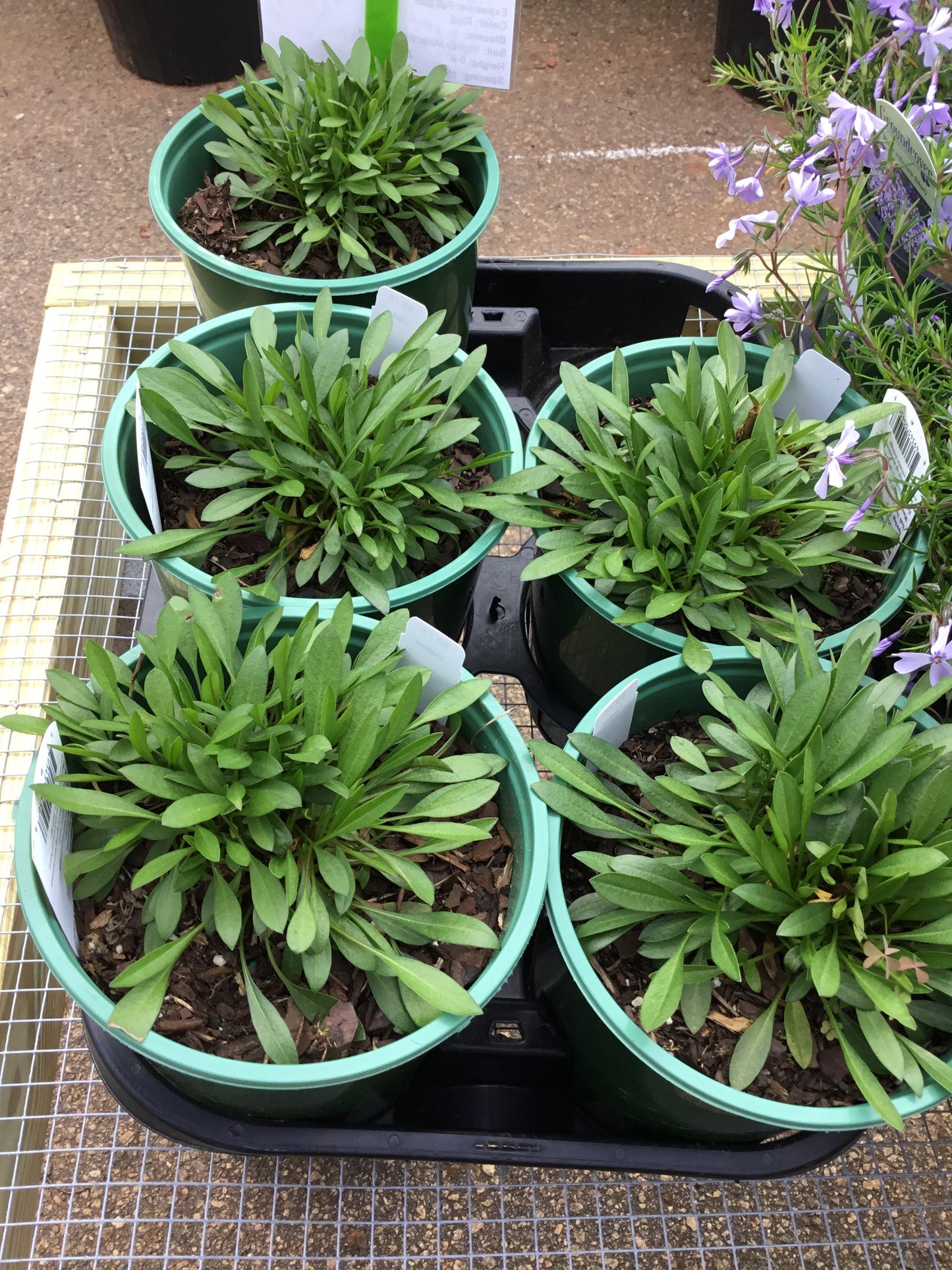 Coreopsis Lil Bang Red Elf - Gallon - Perennials
