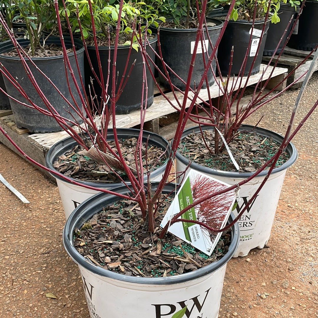 Cornus Farrow Arctic Fire 3 Gallon - Trees/shrubs