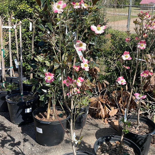 Cornus Florida Cherokee Brave 3G - 3 - Trees/shrubs