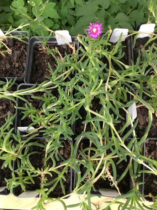 Delosperma Cooperi Pint - Groundcover