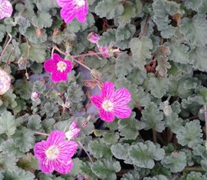 Erodium Bishop Form - 4.5 - Perennials