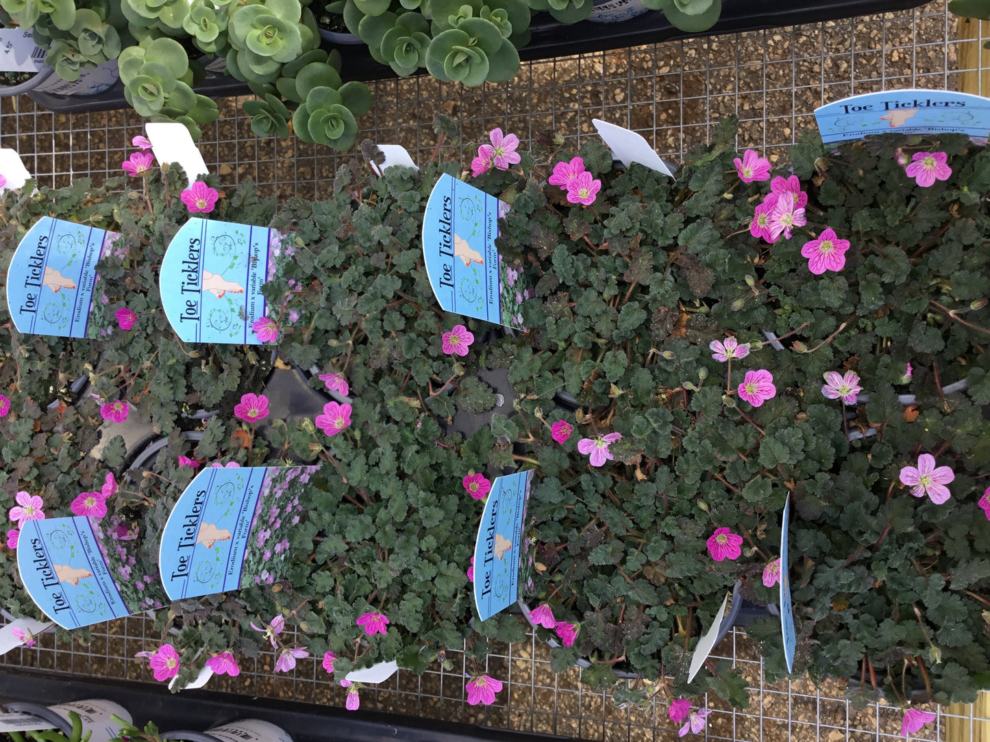Erodium Bishop Form - 4.5 - Perennials