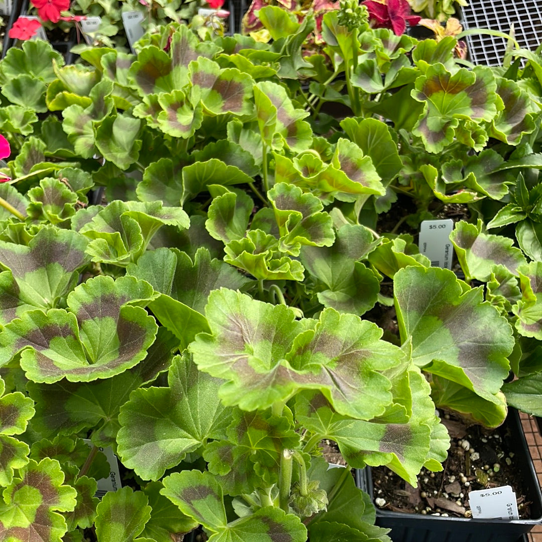 Geranium Idols Rose Pink - 4 Pot - Bedding Plants