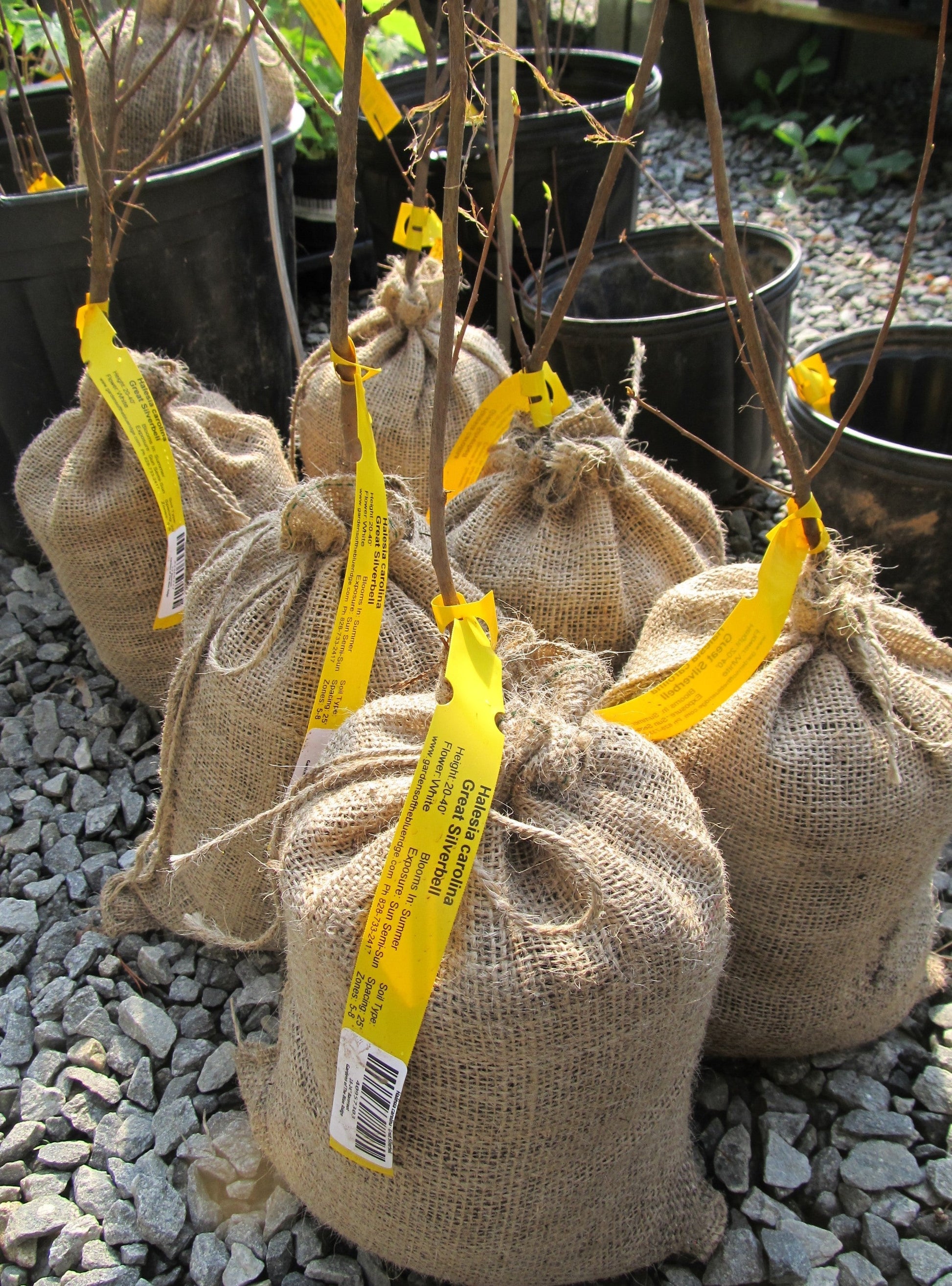Halesia carolina - Great Silverbell - Bagged Bareroot - Tree