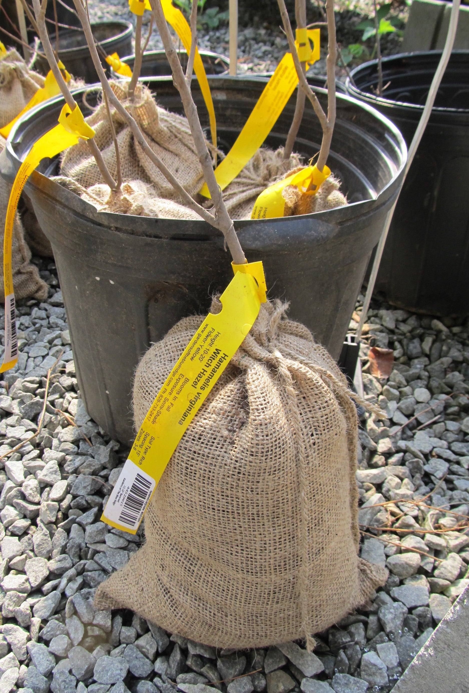 Hamamelis virginiana - Witch Hazel - Bagged Bareroot - 12-18