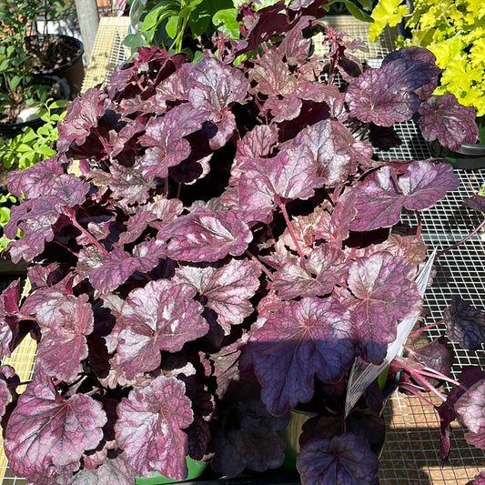 Heuchera Grape Expectations - Gallon - Perennials