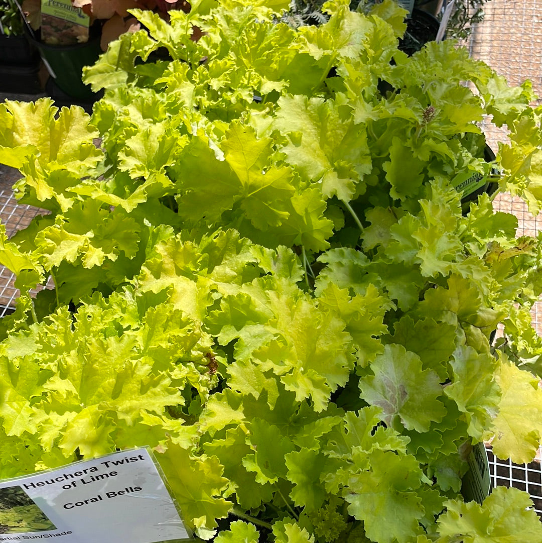 Heuchera Twist of Lime - Gallon - Perennials