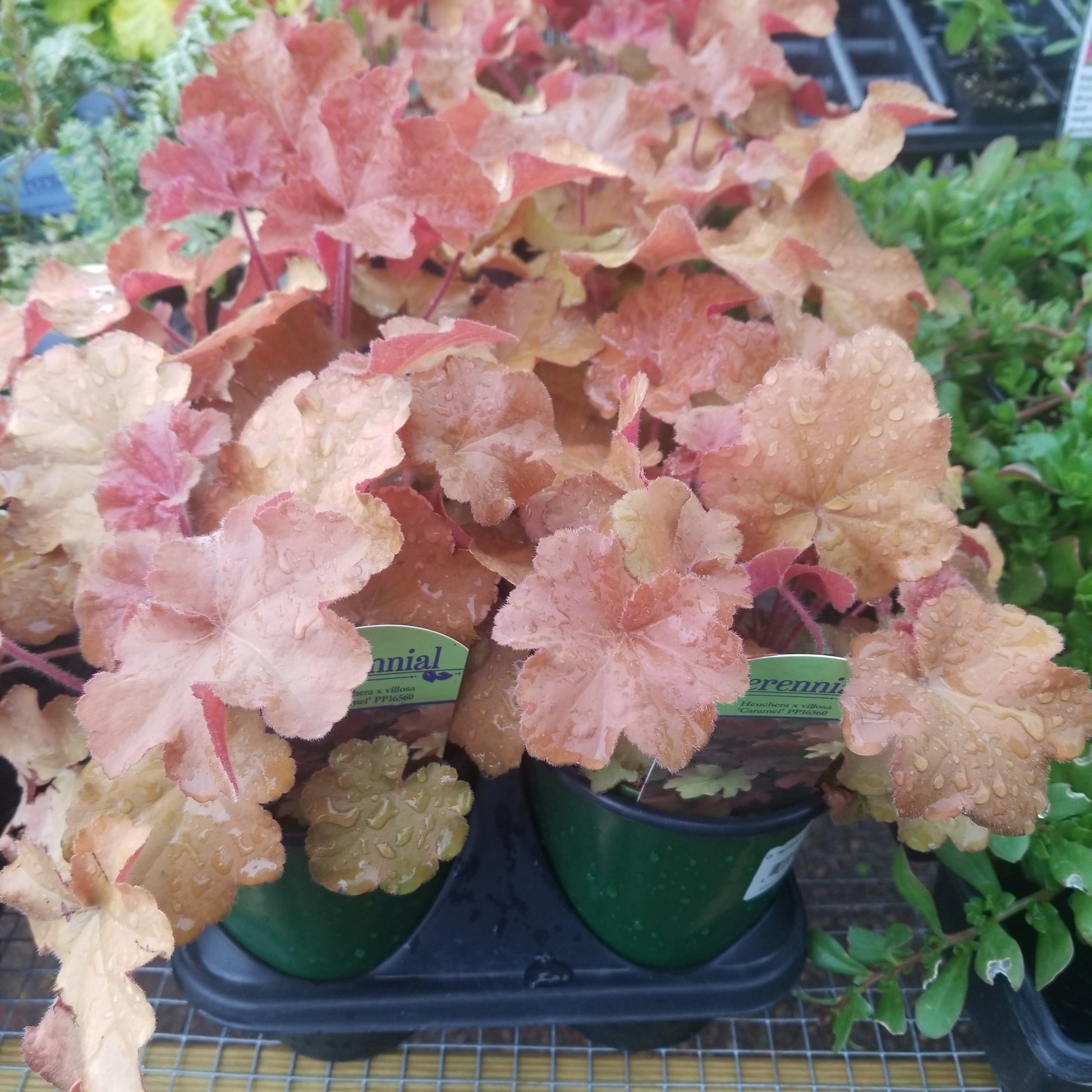 Heuchera Villosa Caramel - qt - Perennials