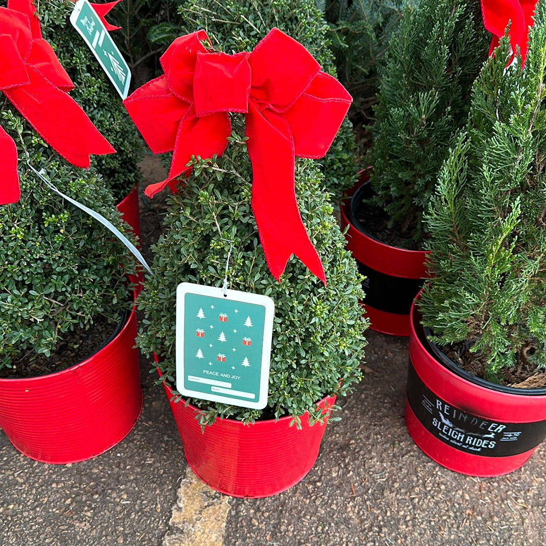 Ilex Crenata 'Beehive' Holiday