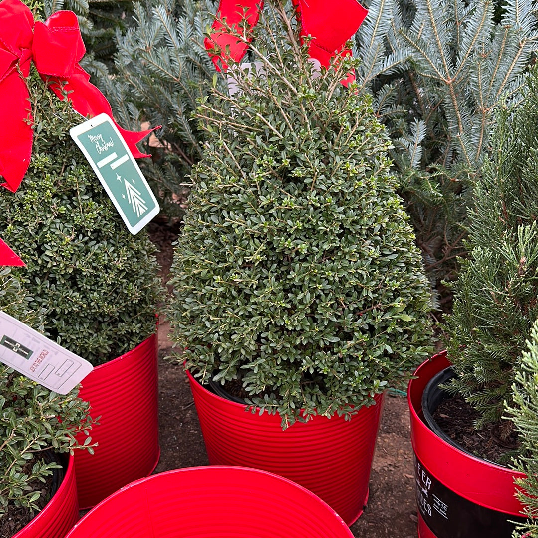 Ilex Crenata 'Beehive' Holiday