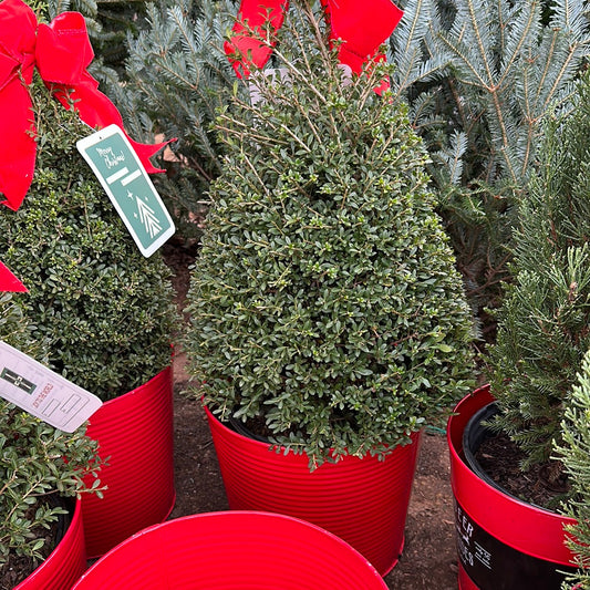 Ilex Crenata 'Beehive' Holiday