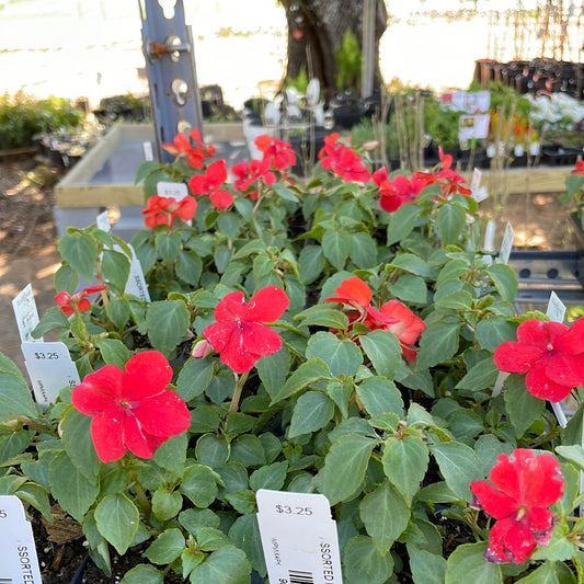 Impatiens Sunpatiens Compact Red - Bedding Plants