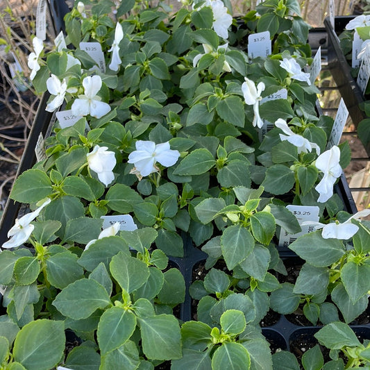 Impatiens Sunpatiens Compact White - Bedding Plants