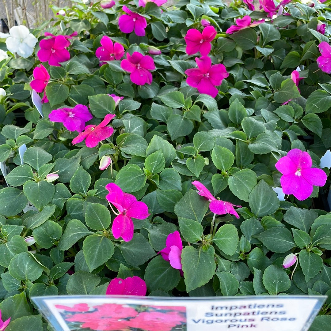 Impatiens Sunpatiens Vigorous Rose Pink - Bedding Plants