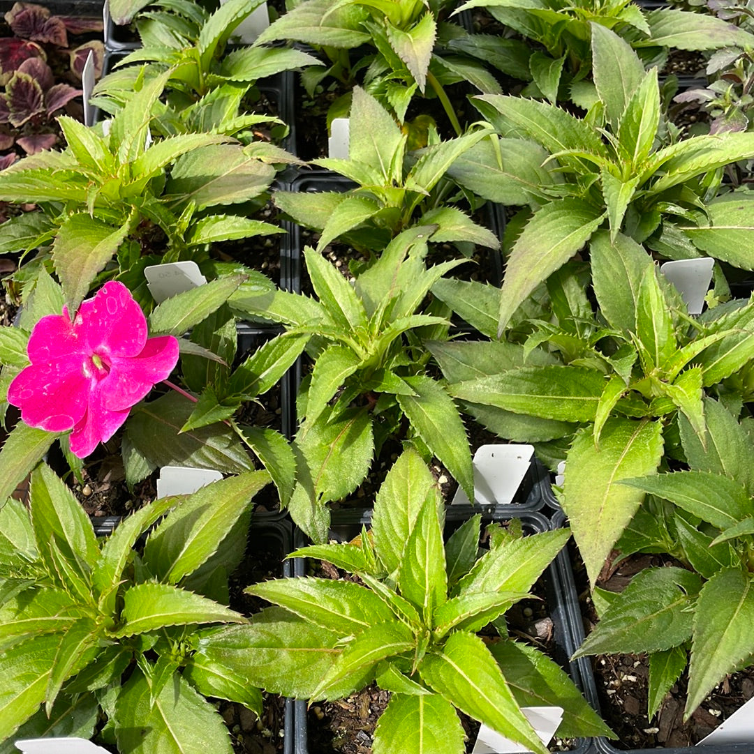 Impatiens Sunpatiens Vigorous Rose Pink - Bedding Plants